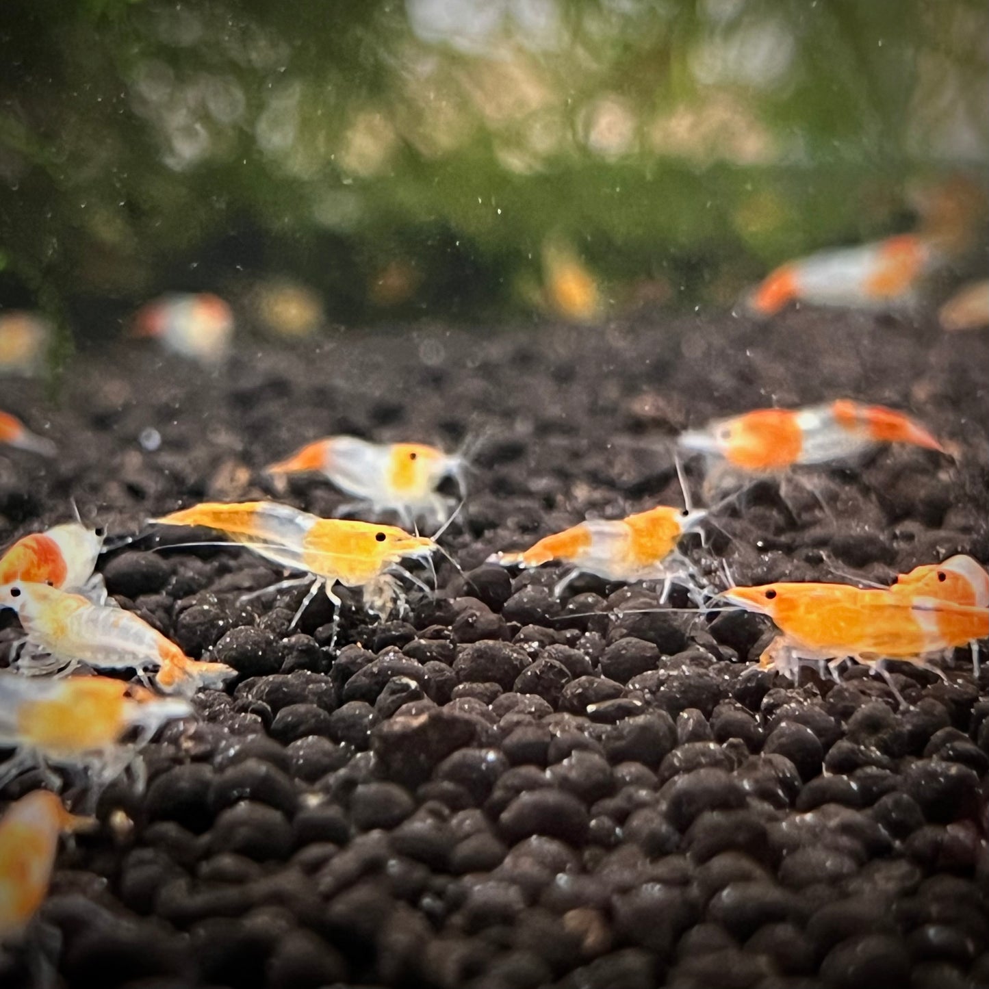 Orange Rili Shrimp