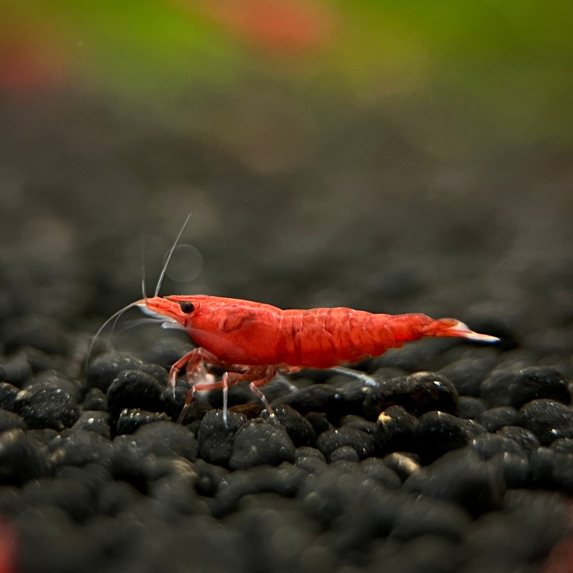 Cherry Red Shrimp – Super Shrimp Bros