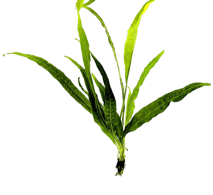 Java Fern Background Java Fern – Super Shrimp Bros