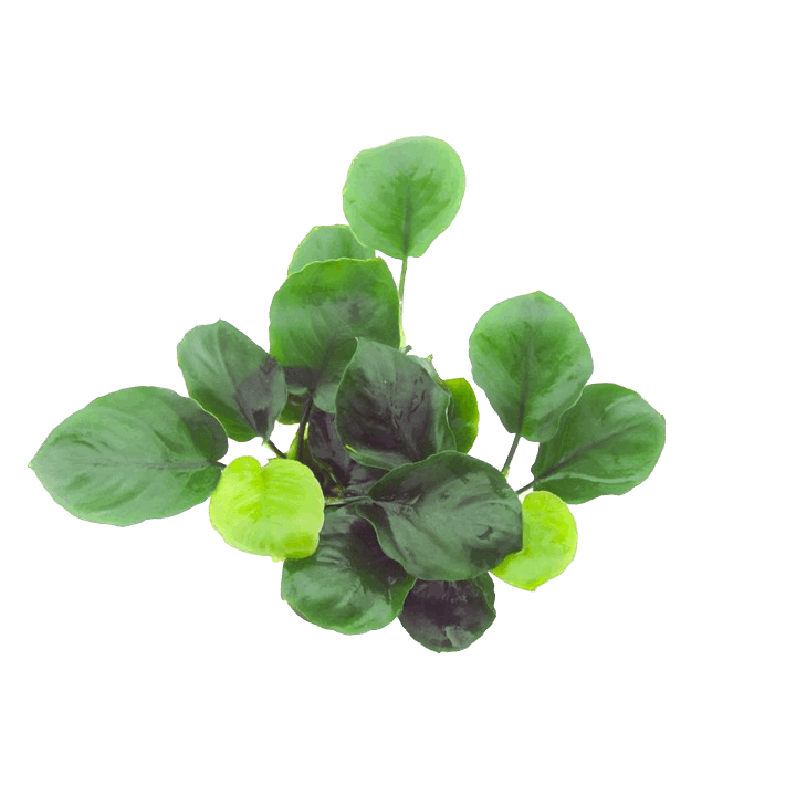 Anubias Barteri ’Round Leaf’