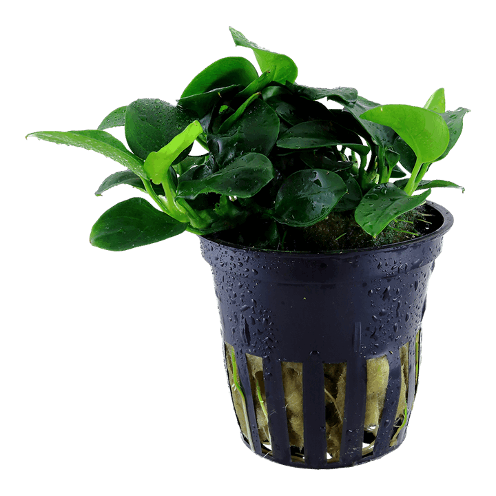 Anubias Nana Petite