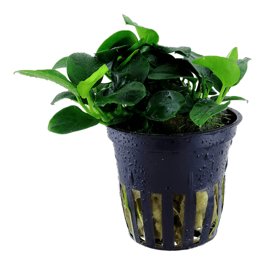 Anubias Nana Petite