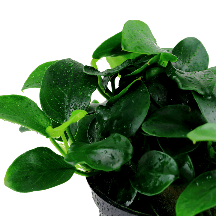 Anubias Nana Petite