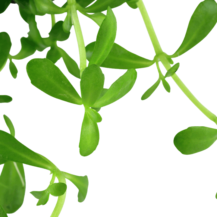 Bacopa Monnieri